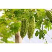 Bitter Gourd Vine