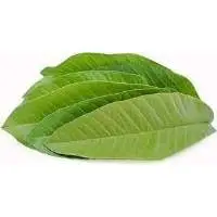 Guava Leaves
