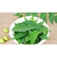 Neem Leaves