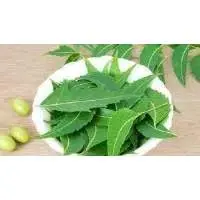 Neem Leaves