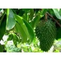 Soursop Leaves