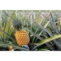 Pinepple Leaves
