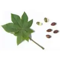 Castor Leaves