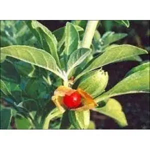 Ashwagandha