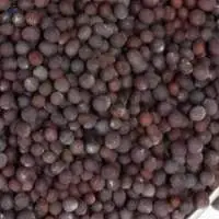 Mustard Seeds