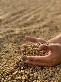Animal Feeds