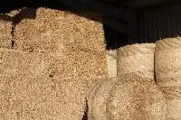 Animal Feeds