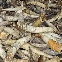 Cattle Horns