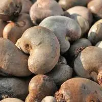 Raw Cashew Nuts (RCN)