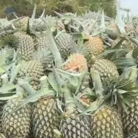 Fresh Pineapple From Vietnam