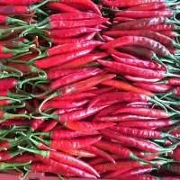 Whole Sale Chili Frozen/ Hot Red Chili