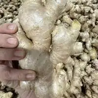Fresh  Yellow Ginger Vietnam  