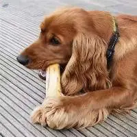 Coffee Wood Dog Chew Sticks