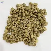 Green Robusta Coffee Wholesale New Crop