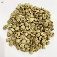 Green Arabica Coffee Wholesale New Crop