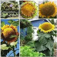 Sunflower Seeds