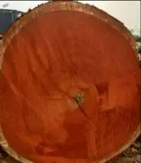 Africa Tali Wood Logs