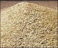 Wheat Grain ( Milling Wheat)