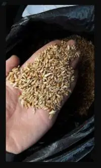 Wheat Grain