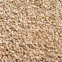 Sesame Seed