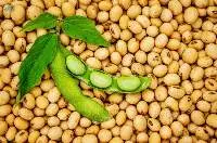 Soybeans