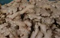 Ginger (Fresh or Dried)