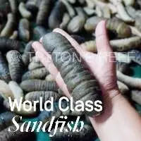 Sea Cucumber (Sandfish / Holothuria Scabra)