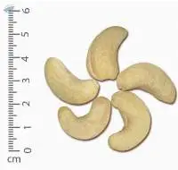 Cashew Kernel WW240