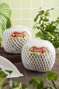Green Shell Diamond Coconut