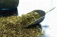 Moringa Tea