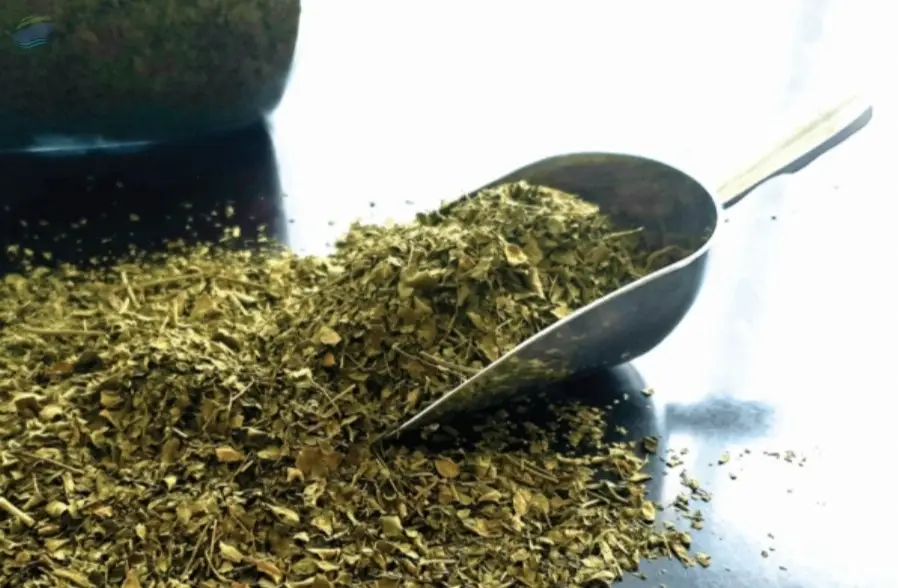 Moringa Tea