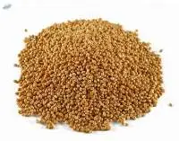 Sorghum