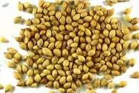 Coriander