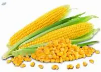 Corn