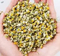 Chamomile flower