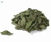 Molokhia
