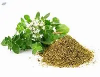 Oregano
