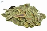 Senna Pods