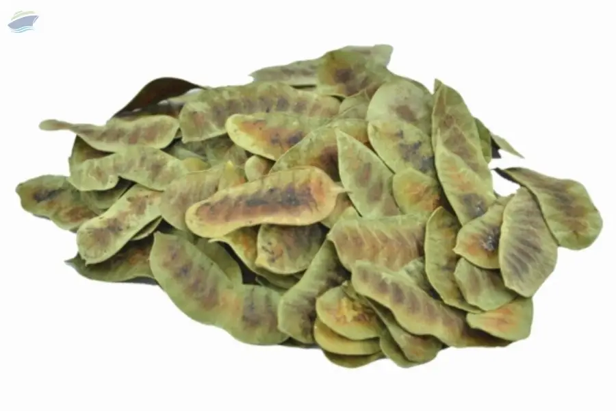 Senna Pods