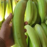 Plantain Premium