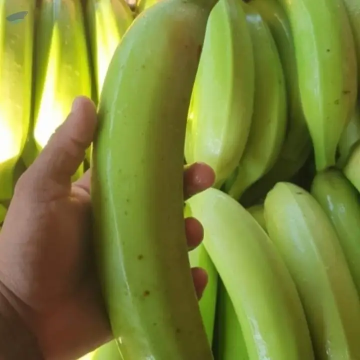 Plantain Premium