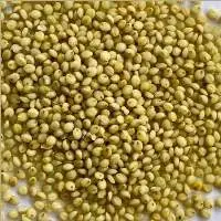 Browntop Millet