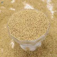 Foxtail Millet