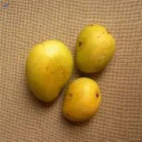 Safeda Mango