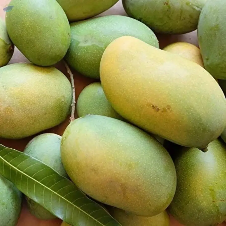 Pedda Rasalu Mango