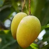 Mallika Mango
