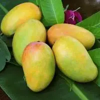 Kesar Mango