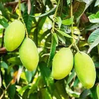 Dasheri Mango
