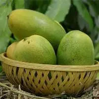 Cheruku Rasam Mango