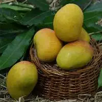 Alphonso Mango